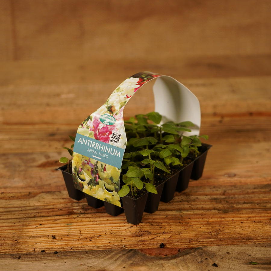 Plug Plants - Antirrhinum Snapdragon Appeal Mix  3