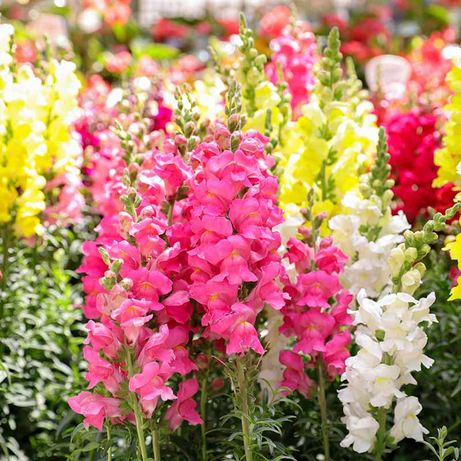 Antirrhinum Snapdragon Plant Mix Antirrhinum (Snapdragon) Mix - 12 Pack image4 2