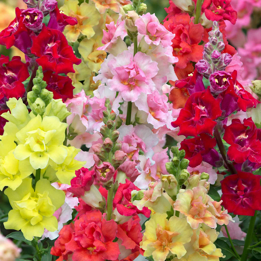 Antirrhinum Snapdragon Plant Mix Antirrhinum (Snapdragon) Mix - 12 Pack image3 4