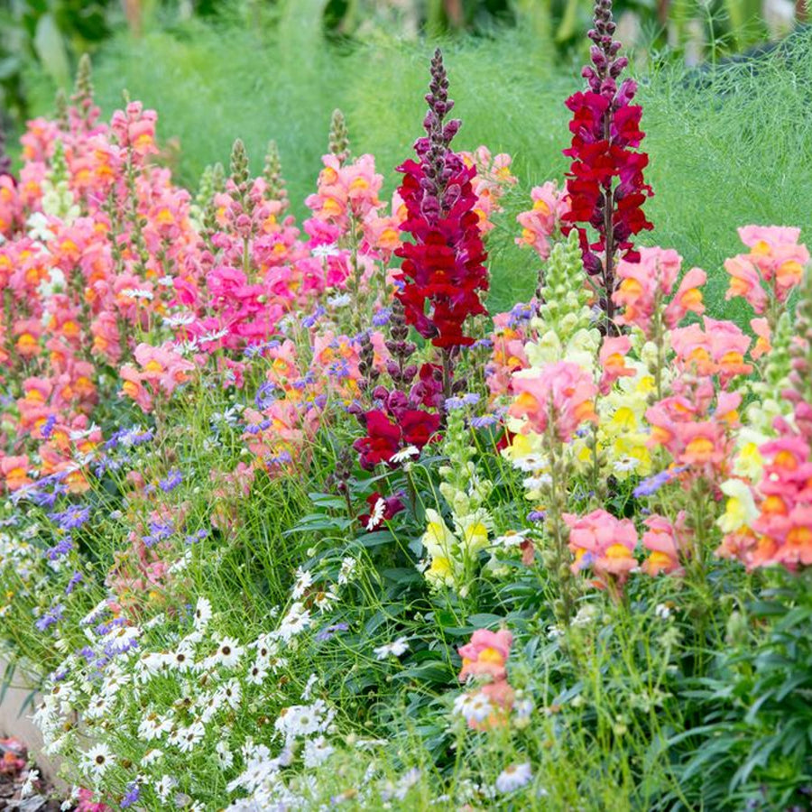 Antirrhinum Snapdragon Plant Mix Antirrhinum (Snapdragon) Mix - 12 Pack image2 3