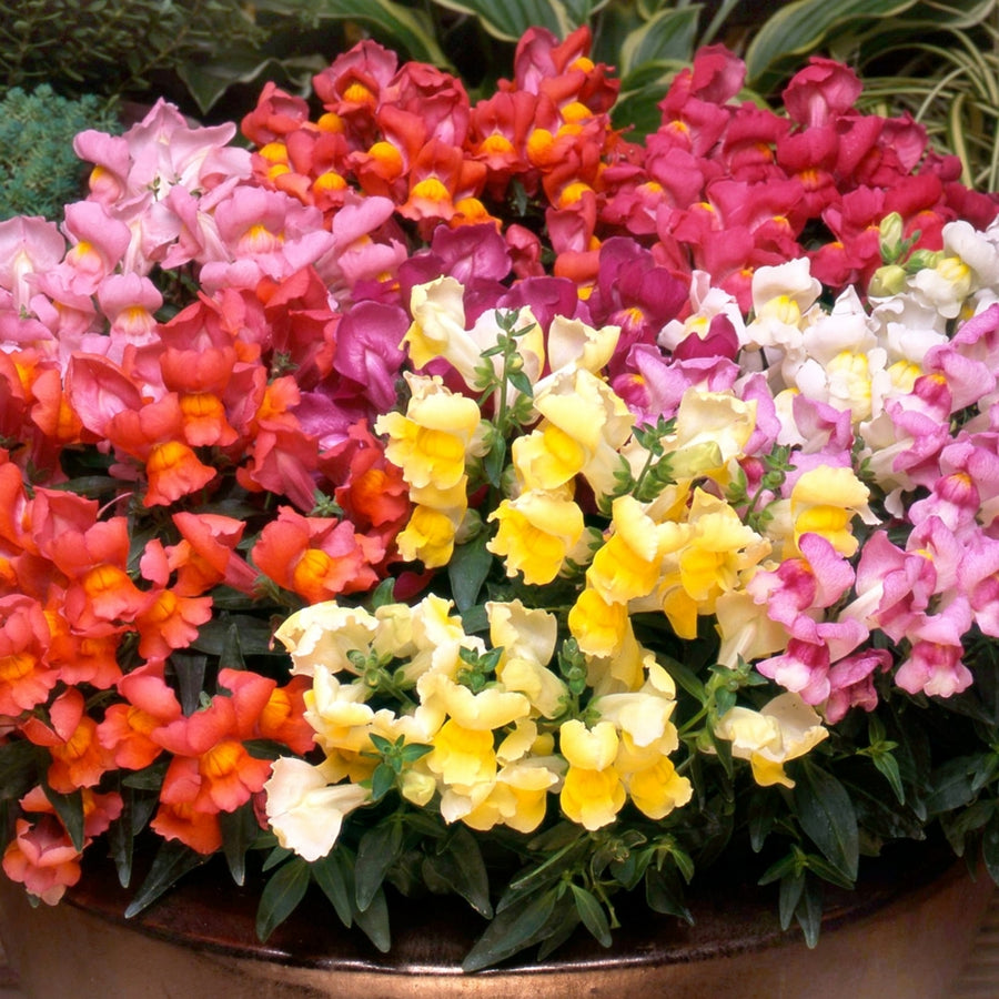 Antirrhinum Snapdragon Plant Mix Antirrhinum (Snapdragon) Mix - 12 Pack image1 1