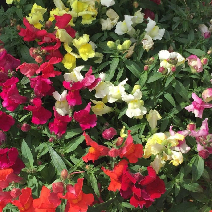 Plug Plants - Antirrhinum Snapdragon Appeal Mix  4