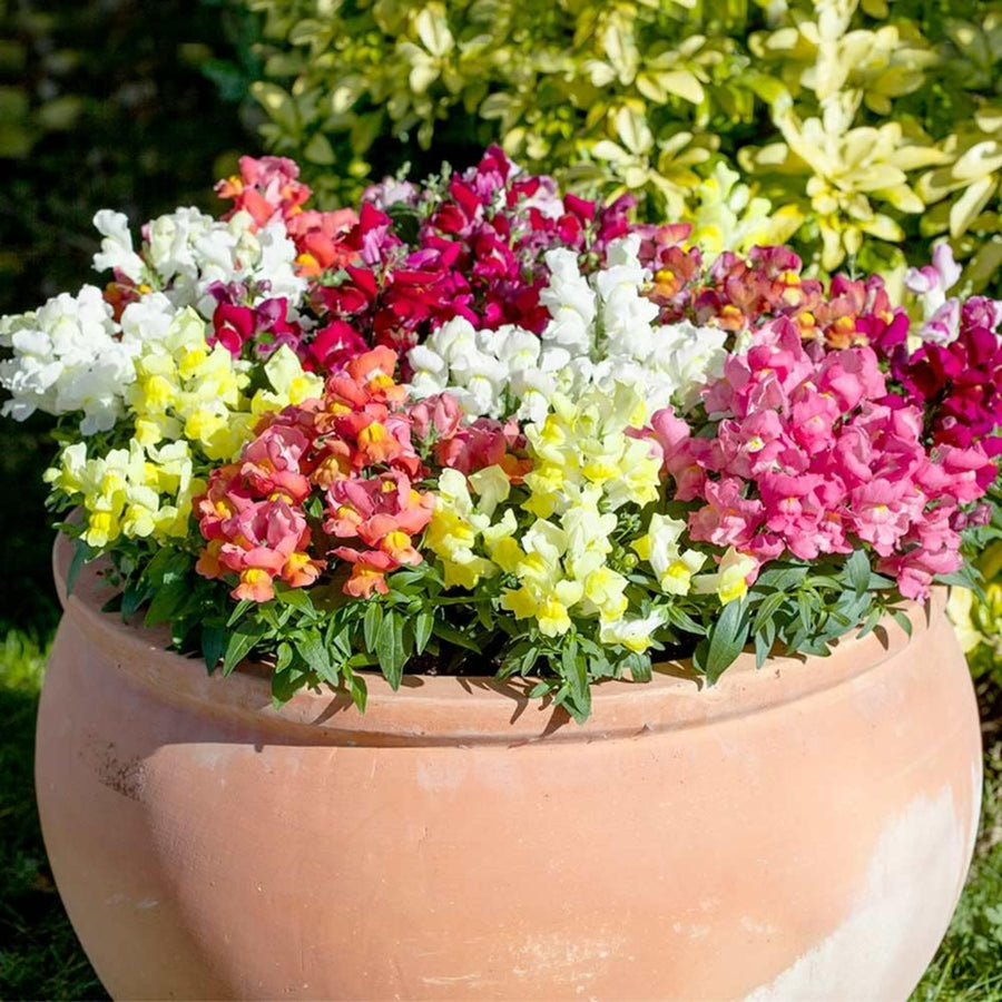 Plug Plants - Antirrhinum Snapdragon Appeal Mix  2
