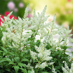 Astilbe Snow Drift Bare Roots  2