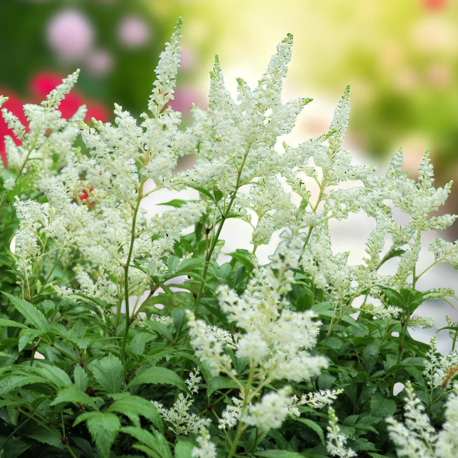 Astilbe Snow Drift Bare Roots  2