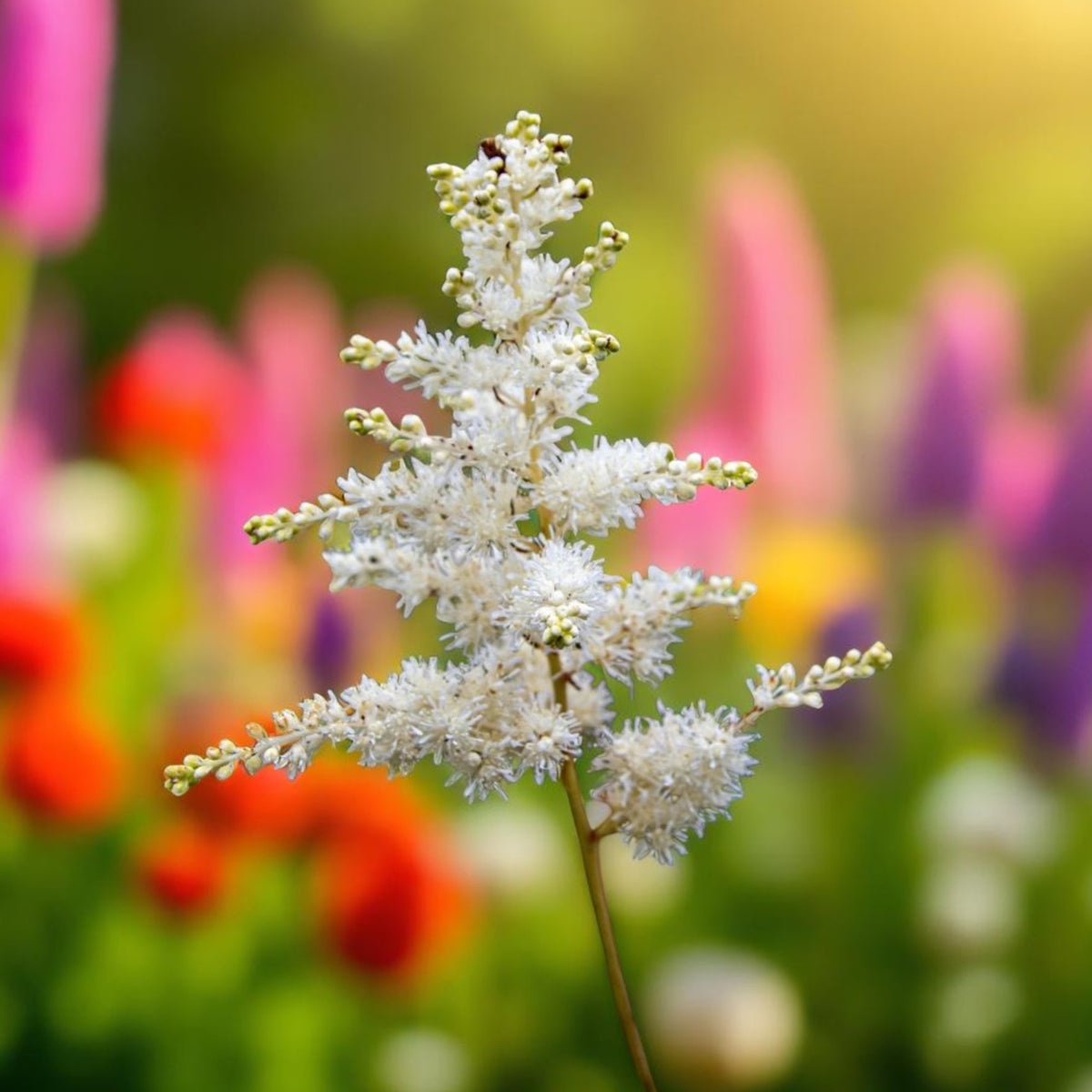 Astilbe Snow Drift Bare Roots  1