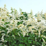 Astilbe Snow Drift Bare Roots  4