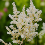 Astilbe Snow Drift Bare Roots  3