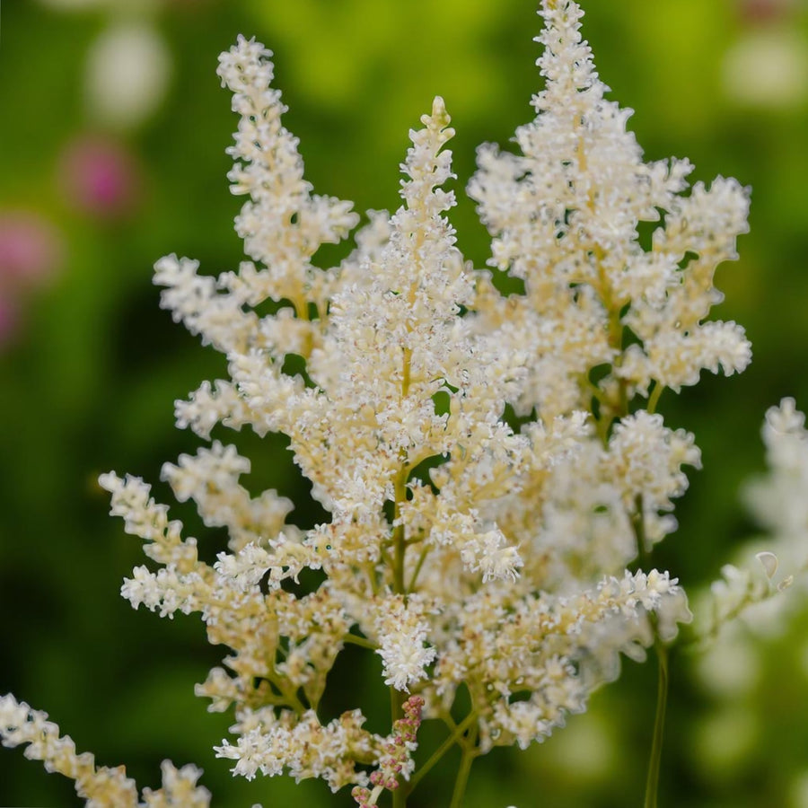 Astilbe Snow Drift Bare Roots  3