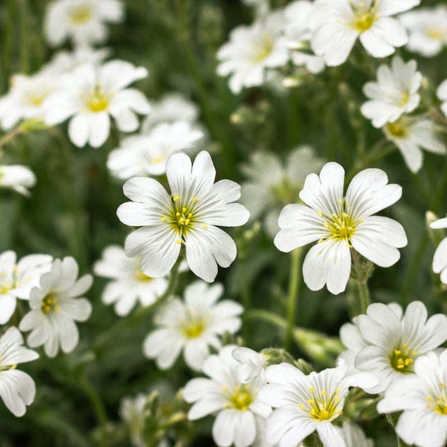 Cerastium Tomentosum Snow in Summer Close-up of individual snow in summer flowers with white petals and yellow centres, set against green foliage. 1