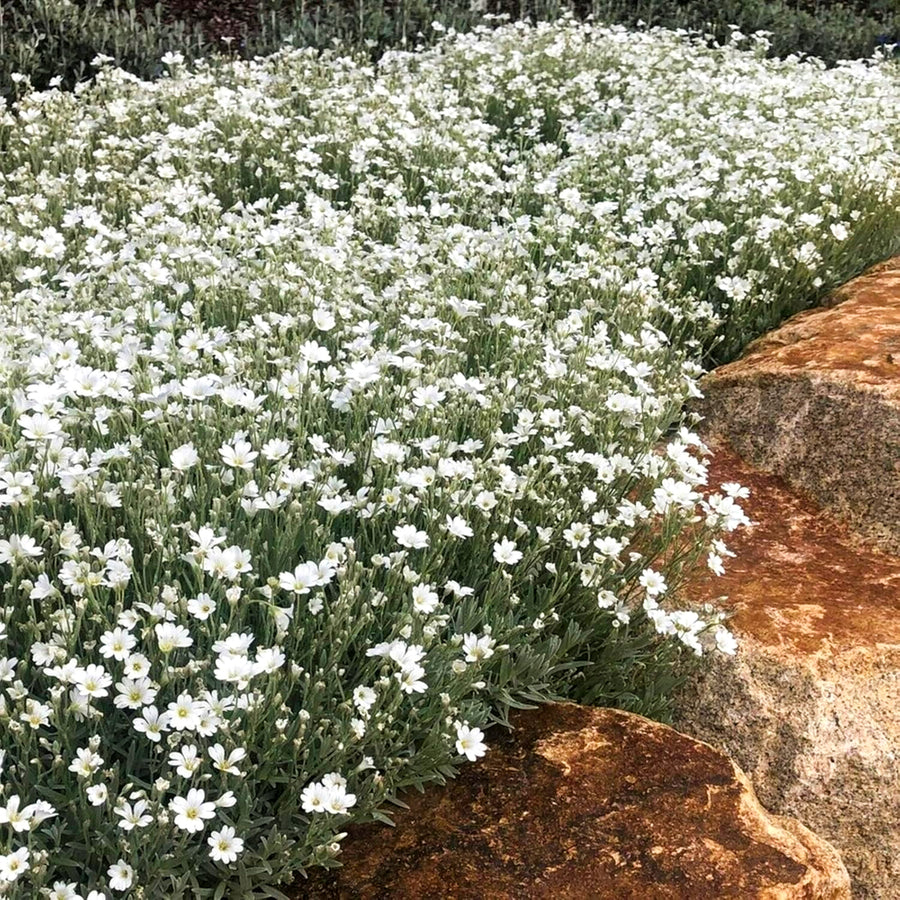 Cerastium Tomentosum Snow in Summer Sprawling mass of snow in summer plants covered in white blooms, cascading over a rockery edge. 1