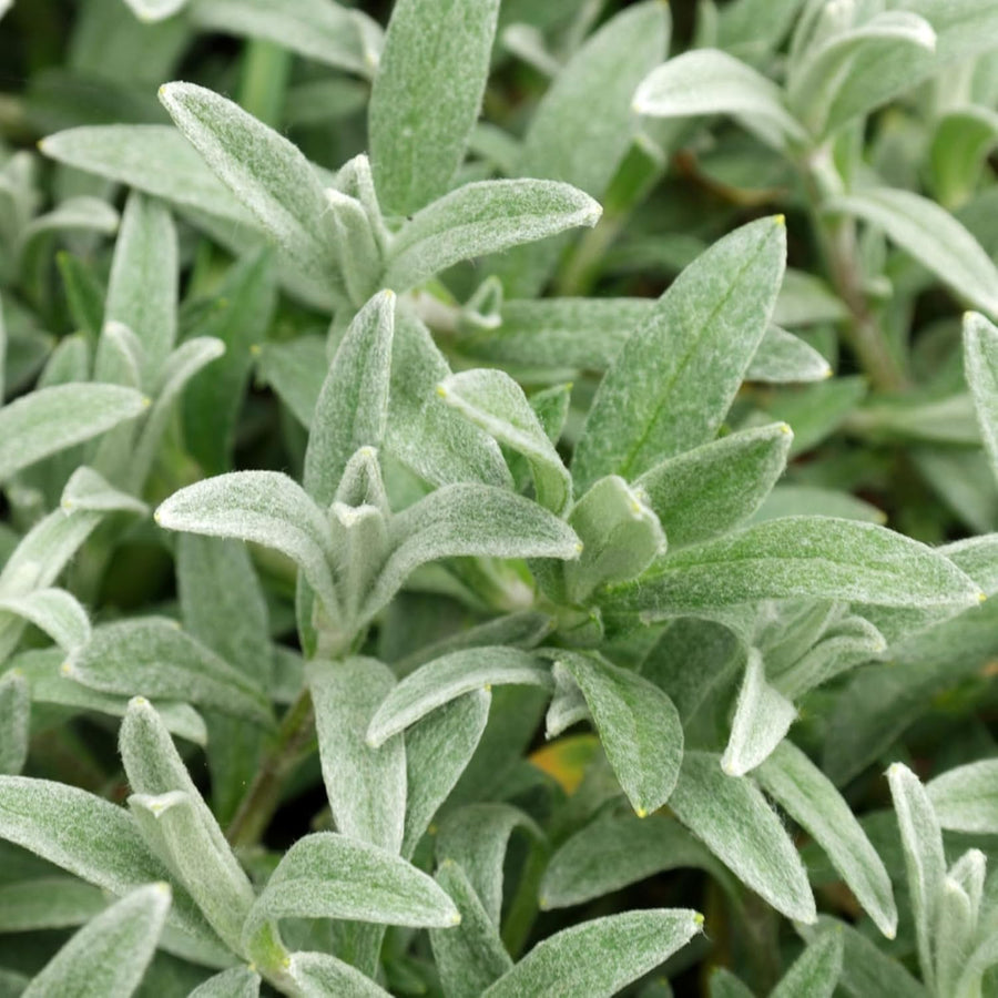 Cerastium Tomentosum Snow in Summer Detailed view of the soft, silvery leaves of snow in summer, showing their fine texture and compact growth habit. 5