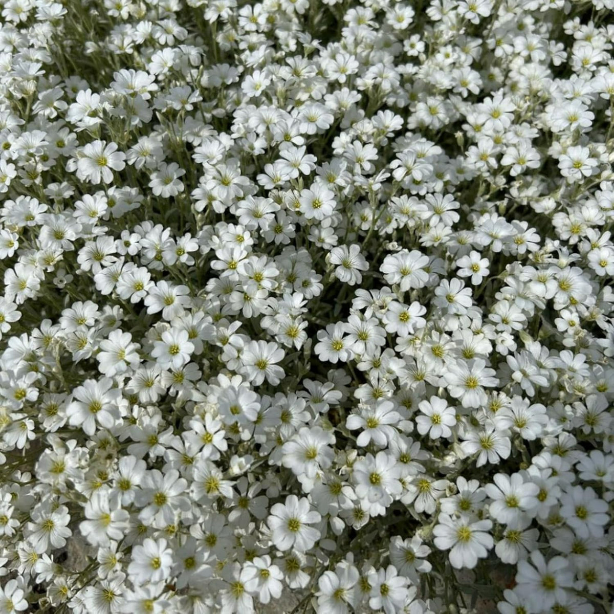 Snow in Summer in 9cm Pot Dense cluster of small white Cerastium tomentosum flowers in full bloom, creating a carpet-like effect. 4