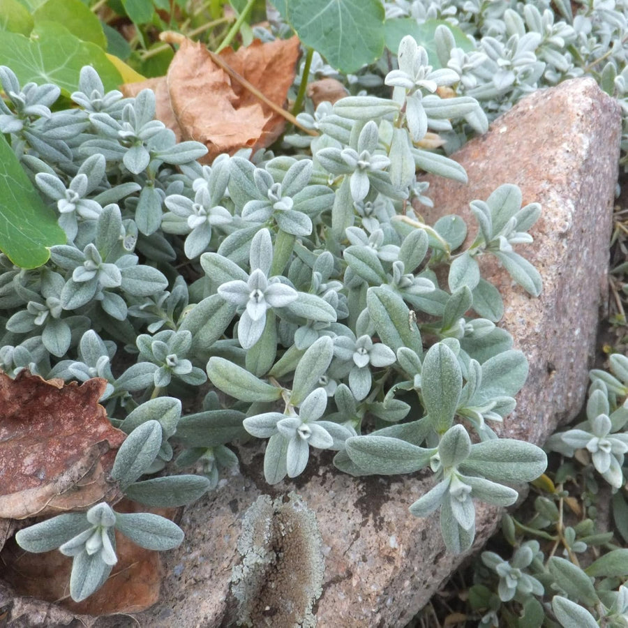 Cerastium Tomentosum Snow in Summer Close-up of silver-grey, velvety foliage of Cerastium tomentosum, also known as snow in summer, growing around a rock. 10