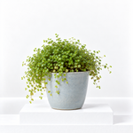 Soleirolia Soleirolii  1