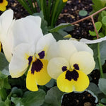 Viola Mixed Bedding Plants  4
