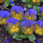 Viola Mixed Bedding Plants  5