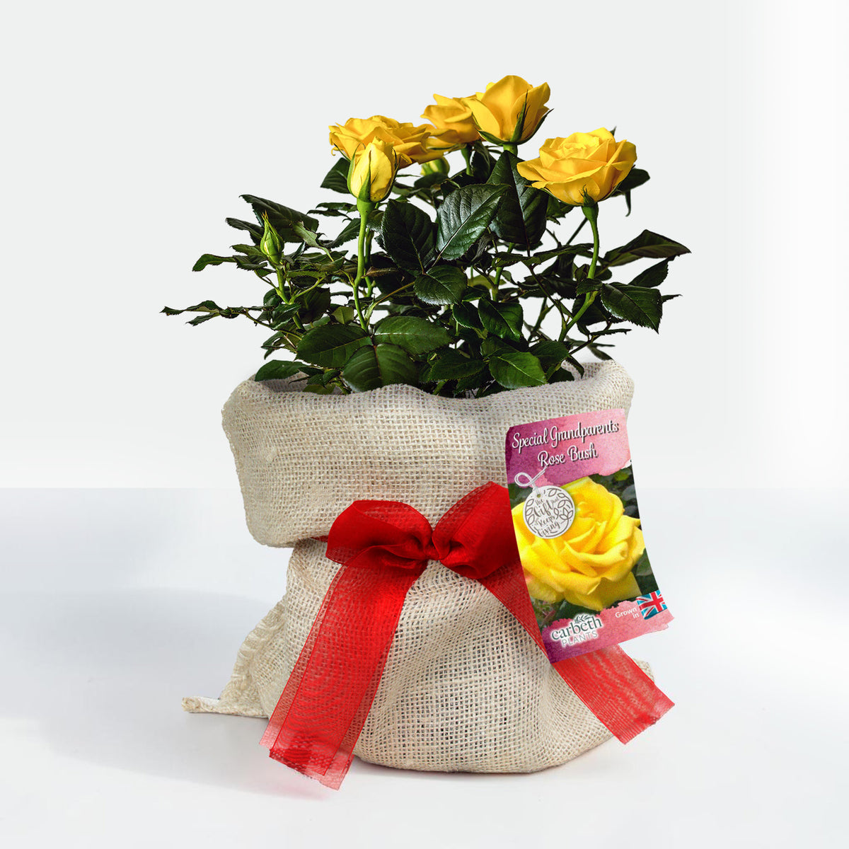 Special Grandparents Rose Bush Gift Wrapped