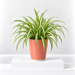 Chlorophytum comosum 'Spider Plant'  1