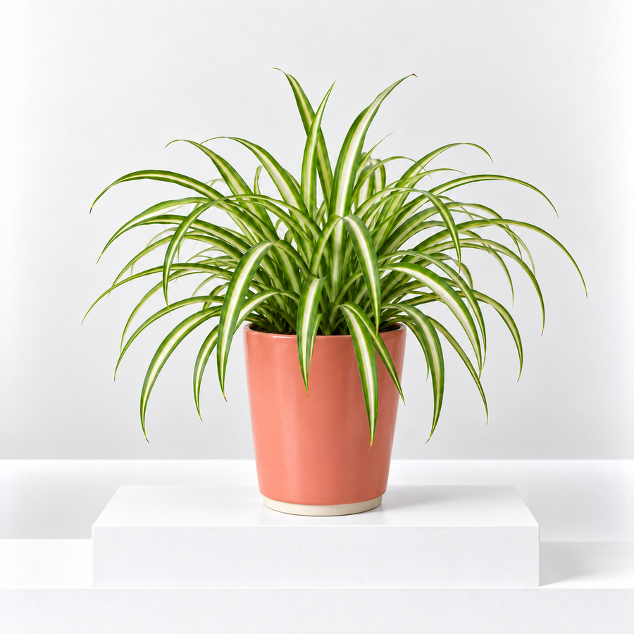 Chlorophytum comosum 'Spider Plant'  1
