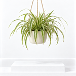 Spider Plant - Chlorophytum Ocean  1