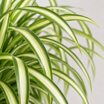 Chlorophytum comosum 'Spider Plant'  3