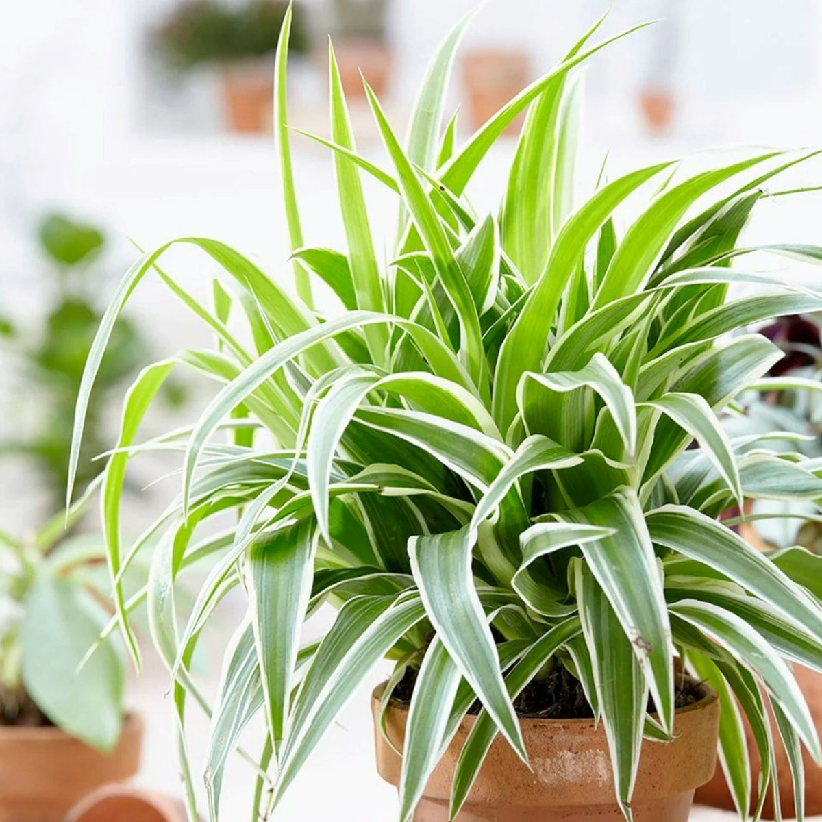 Hanging Spider Plant  3
