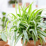 Hanging Spider Plant  3