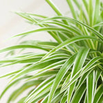 Hanging Spider Plant  4