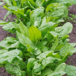 Spinach Beet 'Perpetual Spinach'  2