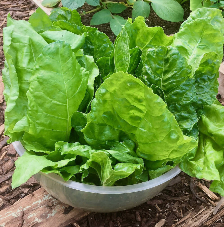 Spinach Beet 'Perpetual Spinach' (8 Pack) Spinach Beet 'Perpetual Spinach' (8 Pack) image4 1