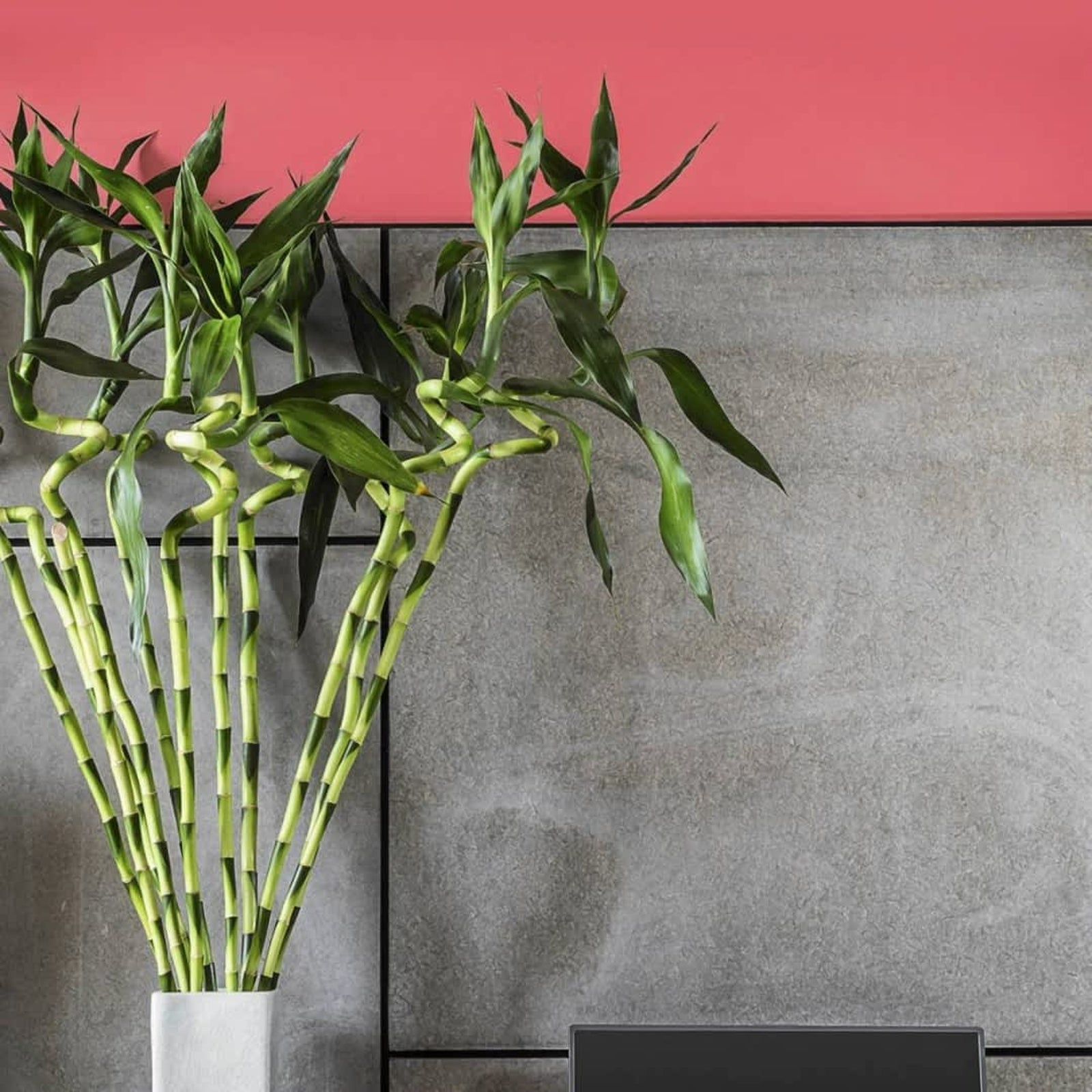 dracaena spiral bamboo Lucky Bamboo Spiral Stems