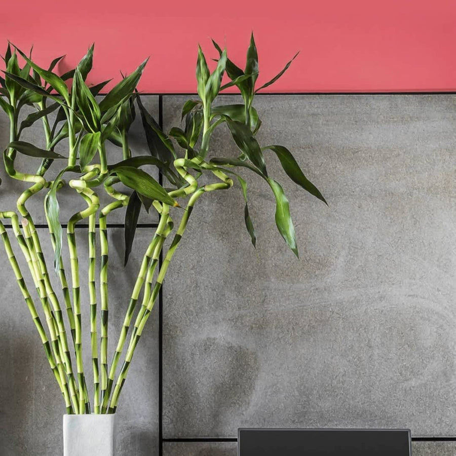 Lucky Bamboo Spiral Stems spiralbamboo1 4