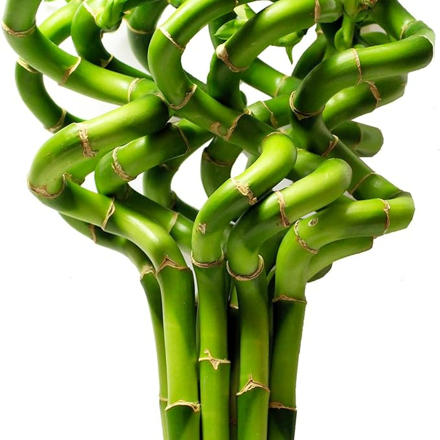 Lucky Bamboo Spiral Stems spiralbamboo2 2