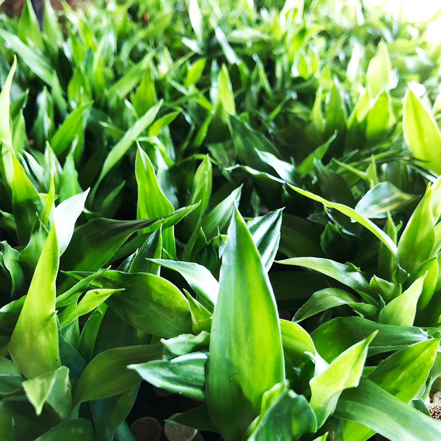 Lucky Bamboo Spiral Stems spiralbamboo3 3