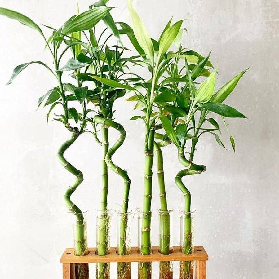 Lucky Bamboo Spiral Stems spiralbamboo 1