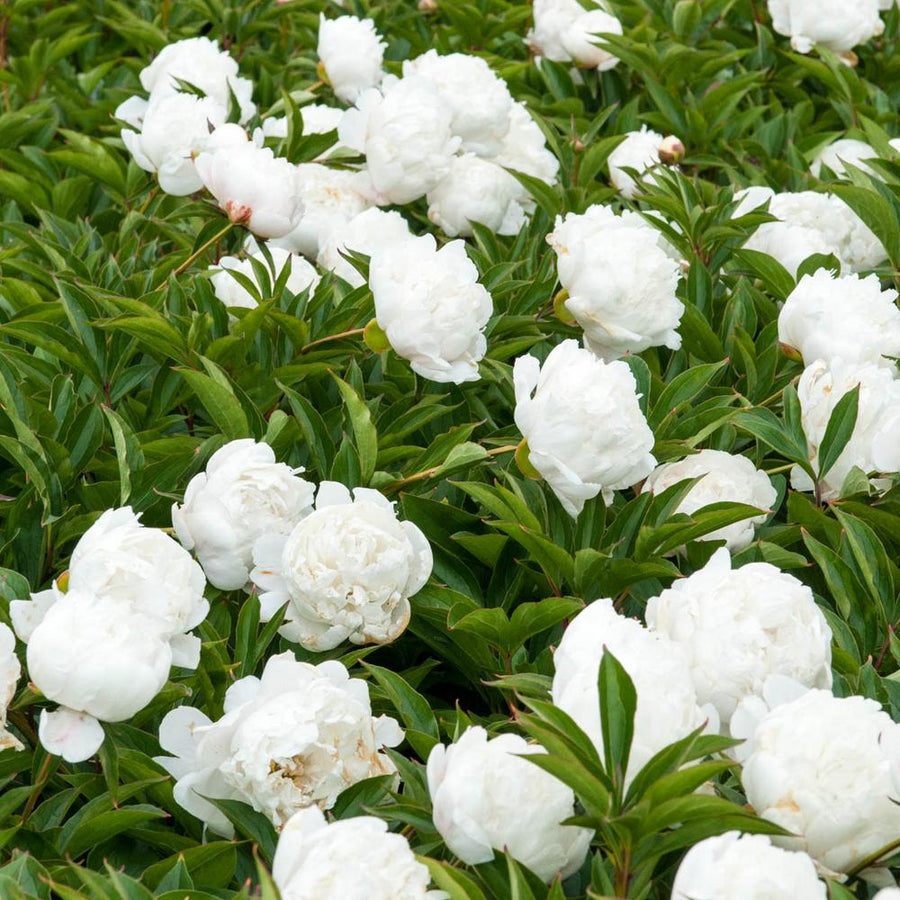 Paeonia lactiflora hybrids - (Chinese Peony) spring-hill-nurseries-perennials-01276-64_1000 4