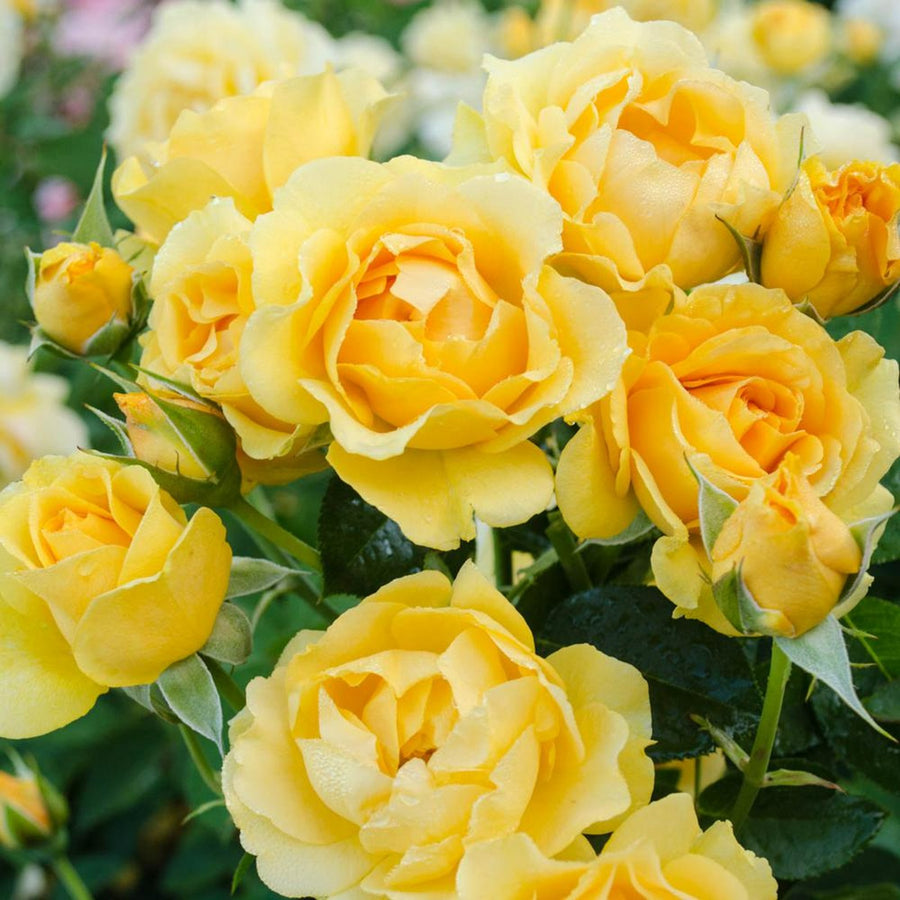 Golden Wedding Rose Plant - 50th Wedding Anniversary spring-hill-nurseries-rose-bushes-74250-64_1000 1