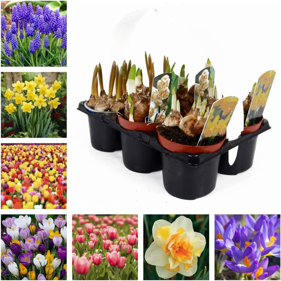 Spring Bulb Collection springbulbcollectionimage1 2