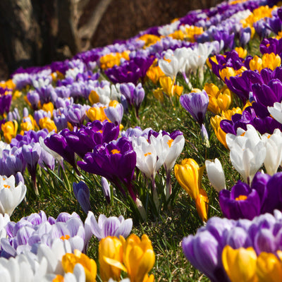 springbulbcollectionimage2
