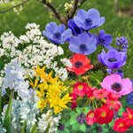 Spring Flowering 350 Bulb Mix  1