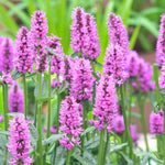 Stachys Plant  4