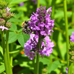 Stachys Plant  2