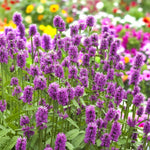 Stachys Plant  3