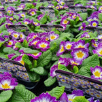 Primrose Bedding Plants  12