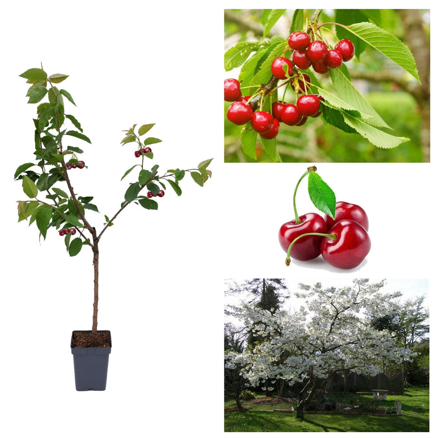 Cherry Tree - Prunus Avium Stella stella 3