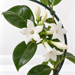 Stephanotis on Hoop  2