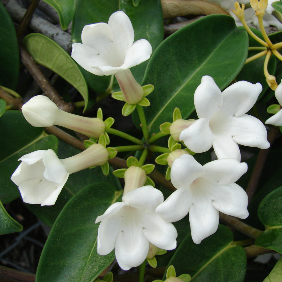 Stephanotis on Hoop  3