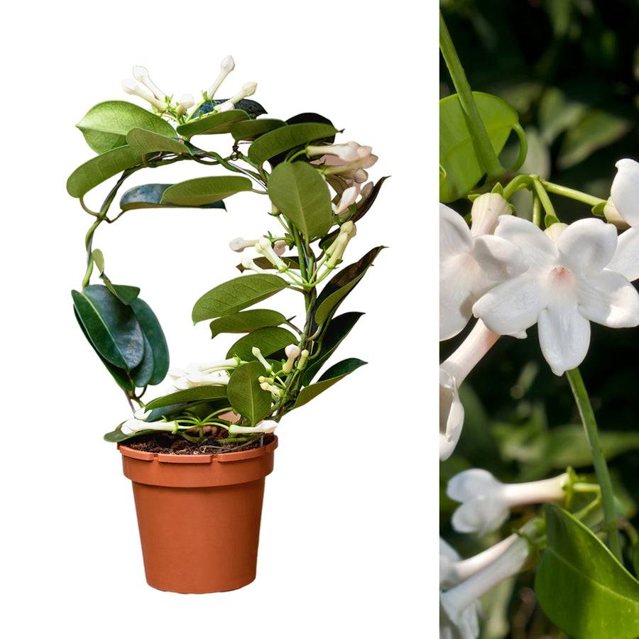 Stephanotis on Hoop  2