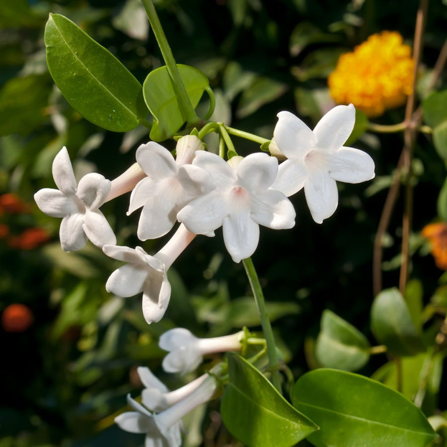 Stephanotis on Hoop  1